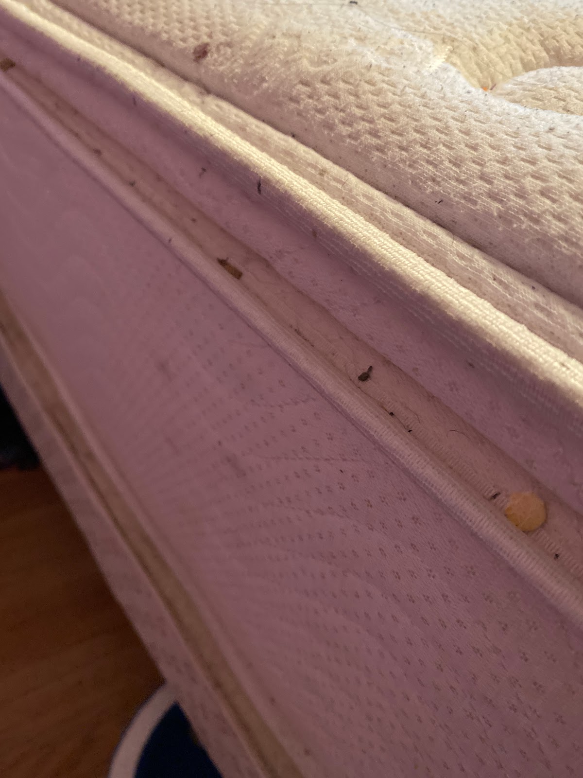 Bed Bug Heat Treatment